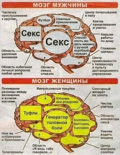 Мозг Полов.